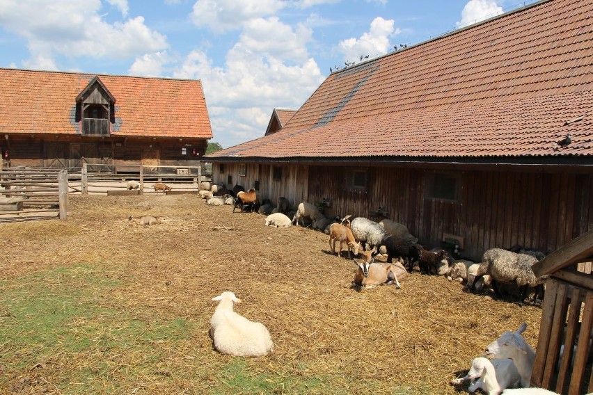 Ziołowy Zakątek w Korycinach na Podlasiu