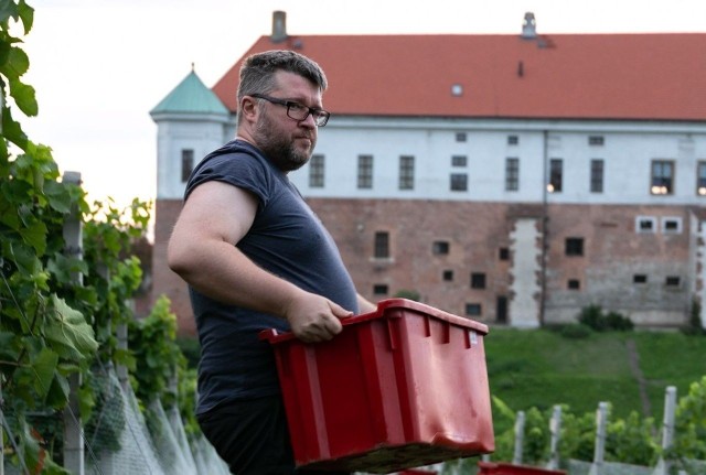 Dominikanie z Sandomierza są w trakcie zbiorów w Winnicy świętego Jakuba. Ojciec Marcin Lisak także zbiera grona. Więcej na kolejnych zdjęciach.