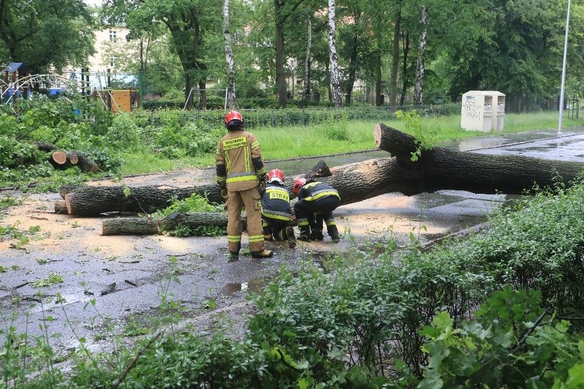 Ogromne drzewo runęło na jezdnię przy szkole na Zalesiu (ZDJĘCIA)