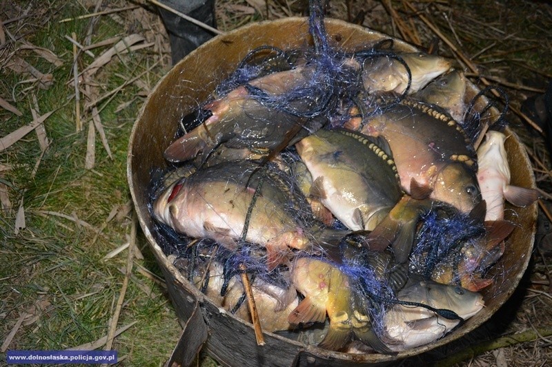 Kłusownicy zatrzymani. Nielegalnie wyłowili blisko 200 kg karpia