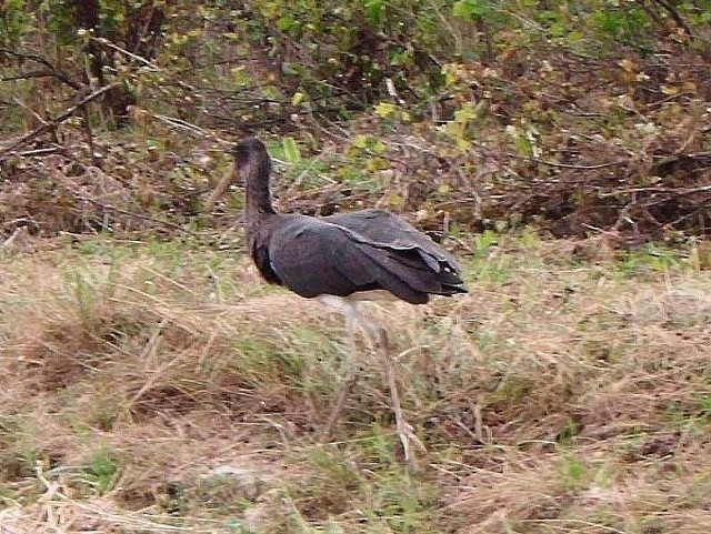 Czarny  bocian przybłąkał się do Trzcianki, koło Nowej Słupi, był bardzo słaby i trafił do Azylu dla Dzikich Ptaków w Ostrowie.