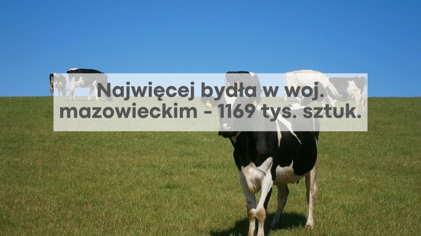 Najwięcej bydła w 2020 roku pojawiło się w województwie...