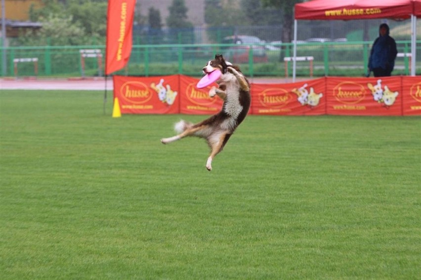Psy kontra latające talerze. W Opolu trwa Dog Frisbee Show 