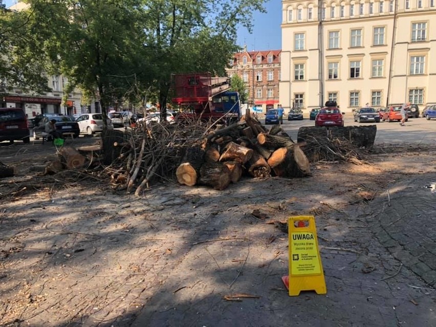 Kraków. Wycinają wierzbę z placu Wolnica. Cieszyła oczy i dawała cień [ZDJĘCIA]