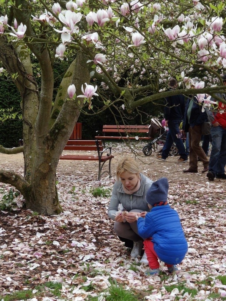 Arboretum Kórnickie: Dni Kwitnących Magnolii