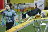 Zawody Agility w Czeladzi. Psy i ich właściciele rywalizowali w kilku konkurencjach [ZDJĘCIA]