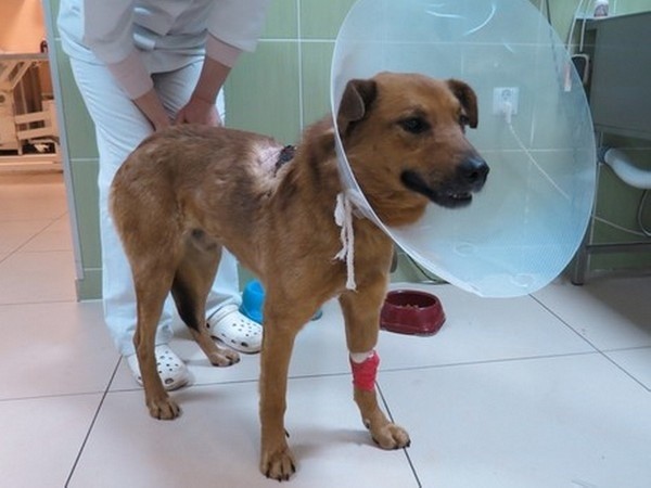 Wolontariusze Skwierzyńskiego Towarzystwa Opieki nad Zwierzętami "Zwierzaki Niczyje&#8221; poszukują rannego psa, który zaginął w nocy z poniedziałku na wtorek.