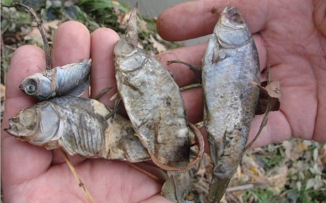 W październiku 2013 r. ze stawów wypuszczono do potoku Młynówka setki młodych ryb. Ich ciała rozkładały się na brzegach