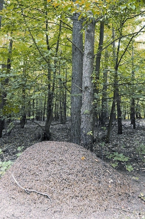 Mrowiska, to świadectwo naturalnego stanu lasu. Dzięki nim możemy także znalećć drogę do domu.