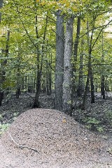 Tajemnicze i niezwykłe miejsca w naszych lasach: Tam leśnik oddał życie