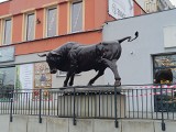 Byk w Gliwicach – rzeźba potężnego zwierzęcia pojawiła się w mieście ZDJĘCIA