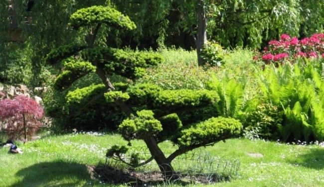 Drzewa w japońskich ogrodach są oryginalnie wystrzyżone.