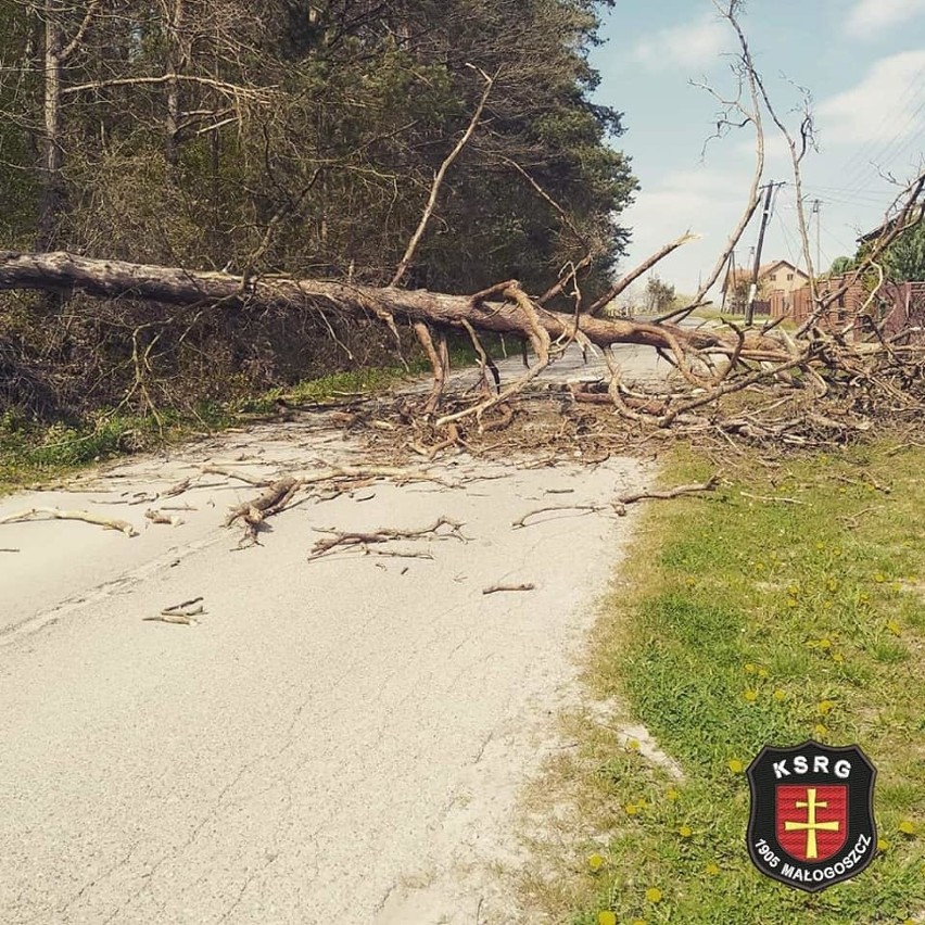 Powalone przez silny wiatr drzewo uszkodziło ogrodzenie i słup telekomunikacyjny w Leśnicy w gminie Małogoszcz