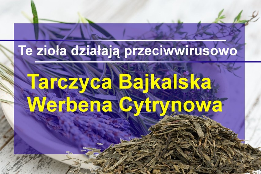 Werbena cytrynowa to kolejne zioło z Ameryki Południowej o...