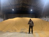 Pierwsze żniwa kukurydzy w Gospodarstwie Rolnym Sikora w Odrowążu, gmina Stąporków. Zebrano 350 ton ziaren [NIEZWYKŁY FILM]
