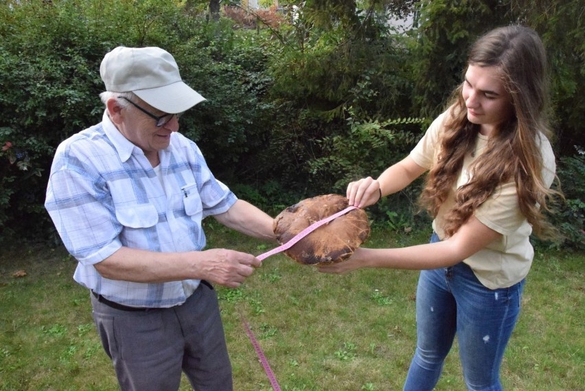 Grzyba giganta znaleźli pruszczanie koło Kierzkowa - dziadek z wnuczką podczas grzybobrania. Prawdziwek ma 30 cm średnicy (zdjęcia)