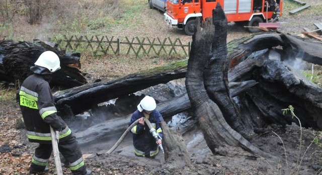 W ciągu kilku godzin ogień strawił jeden z najcenniejszych zabytków przyrody w zachodniej części Polski