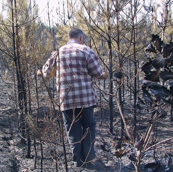 W Rozalinie ogień strawił prawie dziesięć hektarów młodnika.