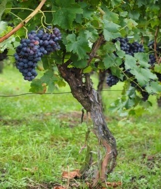 Formowanie krzewu winorośli powinno dać niski pieniek z...