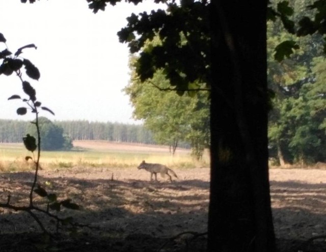 Wilka w okolicach Otorowa sfotografował Przemysław Krzak.