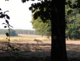 Coraz więcej osób spotkało w lesie wilki. Czy jest się czego bać? 