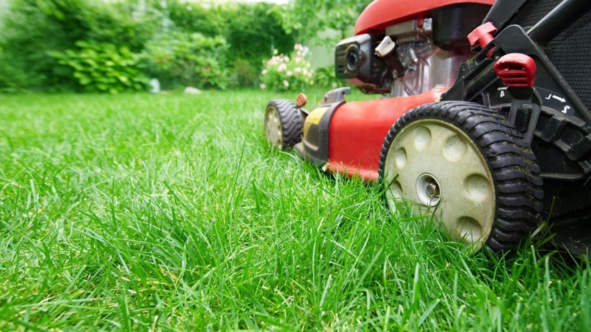 W maju regularnie kosimy, nawozimy i podlewamy trawnik....