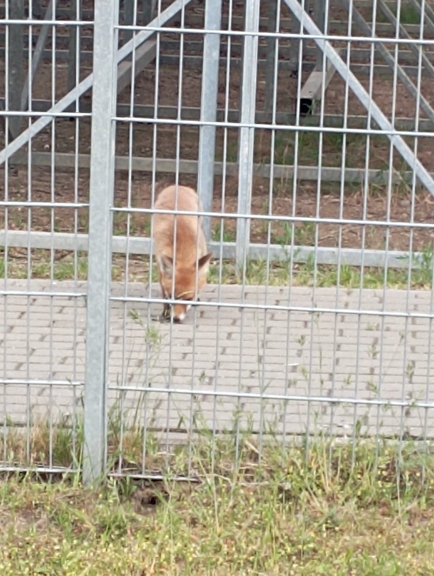 Lisy na murawie stadionu Gwardii w Koszalinie. Dzieci boją się grać, rodzice młodych piłkarzy są oburzeni