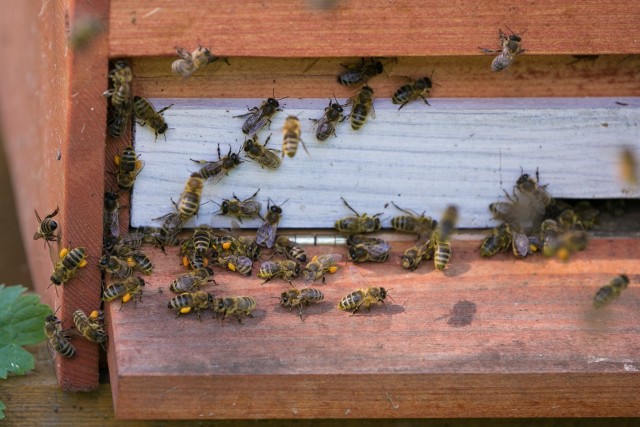 Antybiotykami pszczół leczyć nie wolno, więc żeby ograniczyć zarazę, trzeba je spalić razem z ulami