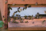 Zaraza gnębi opolskie pszczoły. Nie da się ich leczyć, trzeba je zabijać