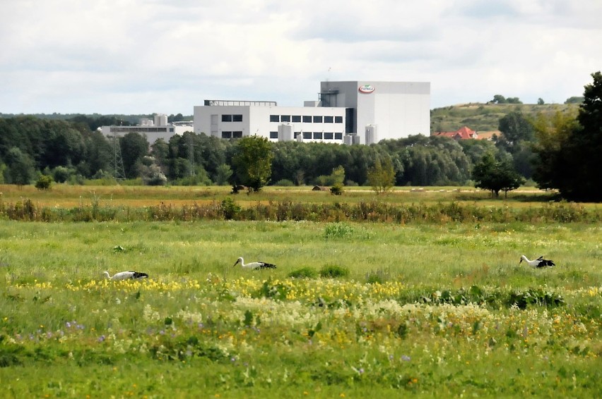  Spółdzielnia Mleczarska Bielmlek ciągle ma problemy finansowe, ale przejmie ją OSM Piątnica. Widmo bankructwa znika? (zdjęcia)