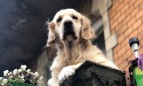 "Słodki pies na balkonie" atrakcją na miarę "Panienki z okienka"? Google nie chce do tego dopuścić