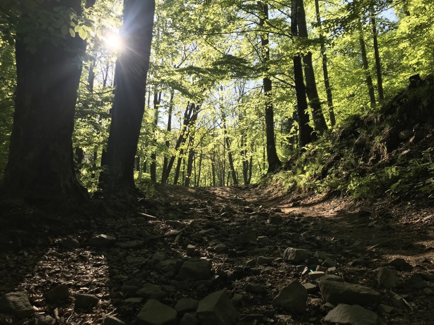 Niebieski szlak z Wapienicy na Błatnią (Beskid Śląski). Tu...