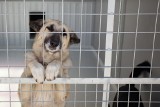 Słupskie schronisko apeluje o adopcje zwierząt [ZDJĘCIA,WIDEO]