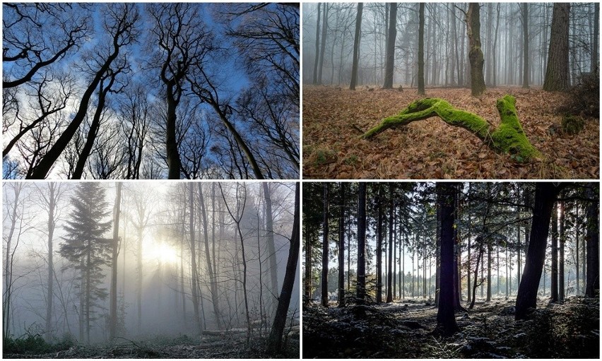 Lasy pokrywają około 7 procent powierzchni Wrocławia....