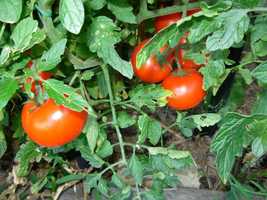 Skośnik pomidorowy to ćma, której larwy żywią się m.in....