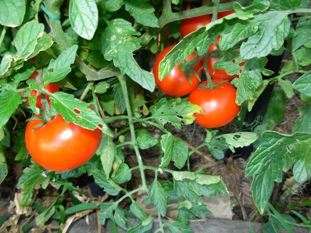 Skośnik pomidorowy to ćma, której larwy żywią się m.in. pomidorami. Te owady szkodniki niedawno przywędrowały z Ameryki Południowej.