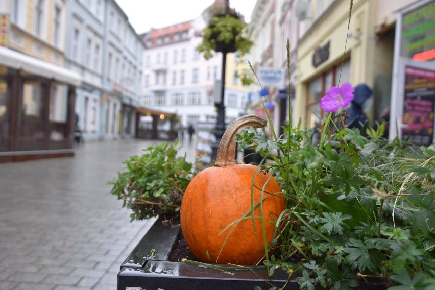 Dynie na zielonogórskim deptaku. Są elementem jesiennego...