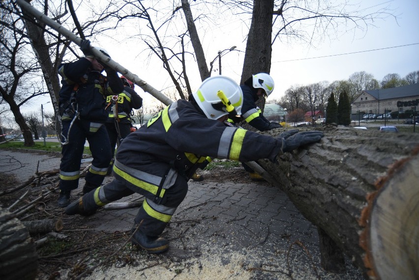 Powalone drzewo usunęli strażacy