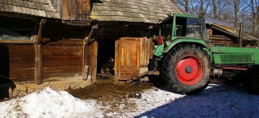 Zwierzęta padły z głodu (uwaga, drastyczne zdjęcia)