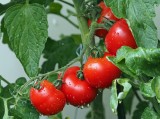 Dzięki temu pomidory będą smaczniejsze. Są na to sposoby. Posadź obok te rośliny. Takie jest najlepsze towarzystwo dla pomidorów w ogrodzie