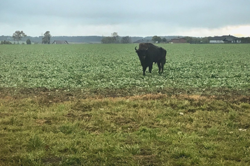 Żubra na polach między Strzelinem a Włynkówkiem. Zdjęcia od...