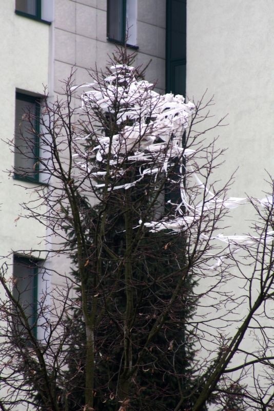 Drzewa przed Sądem Rejonowym w Kielcach już od kilku miesięcy są oplecione powiewającymi na wietrze pasami papieru.