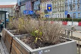 Schnie zieleń w donicach we Wrocławiu. Miasto planuje zmiany w nasadzeniach nowych roślin