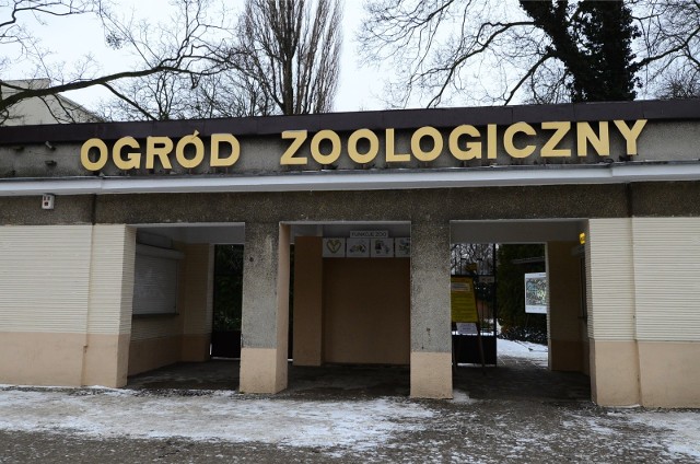 17 lutego 1952 r. "Głos" informował, że do poznańskiego zoo dotarły dwa lwiątka i miś polarny. Przybyły z Pragi.