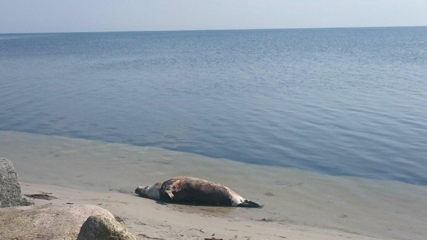 Martwa foka na plaży w Kuźnicy. Zatoka Pucka wyrzuciła na...