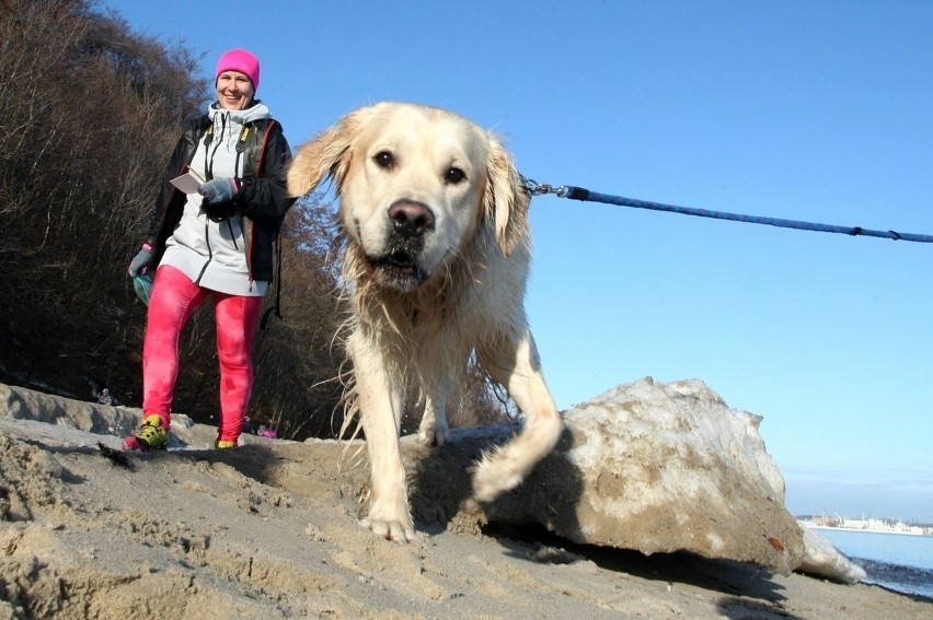 Pomorski Puchar Dogtrekkingu w Gdyni. Psy i ich właściciele maszerowali Polanką Redłowską [ZDJĘCIA]