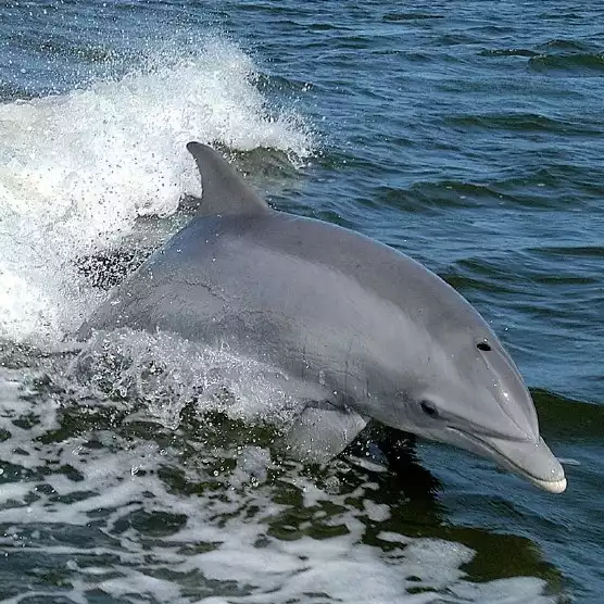 Delfiny osiągają od jednego do pięciu metrów długości. Największe sztuki mają do ośmiu metrów.