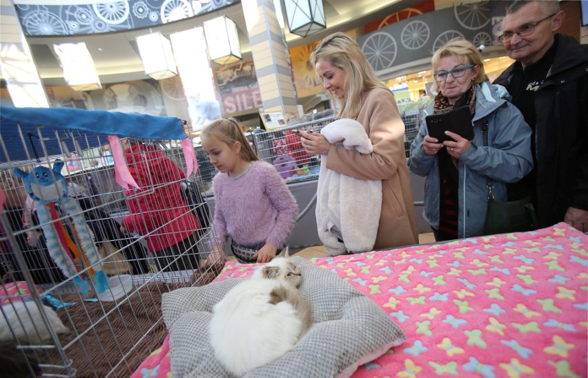 Pokaz Kotów Rasowych odbył się w Silesia City Center w...