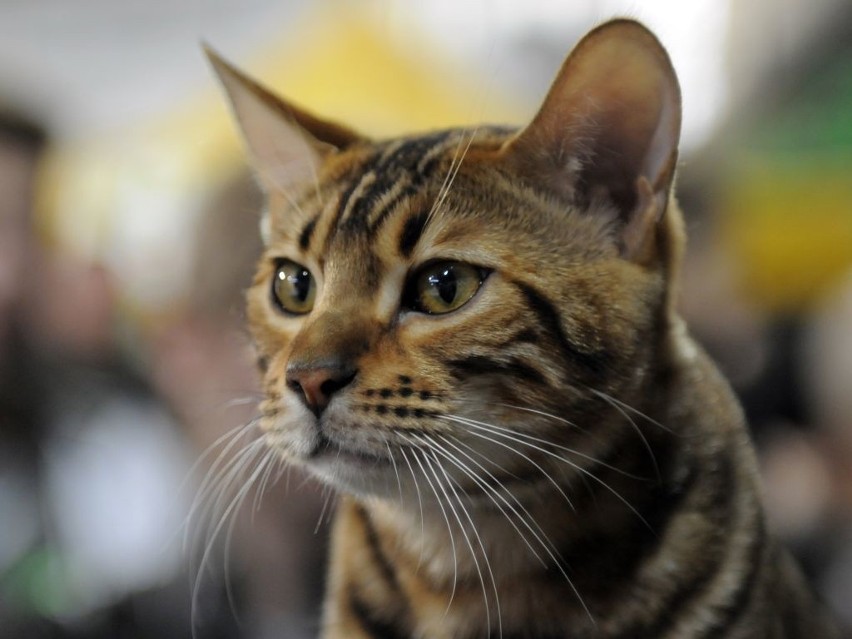 Wystawa kotów rasowych w bydgoskiej hali Łuczniczka [zdjęcia, wideo]