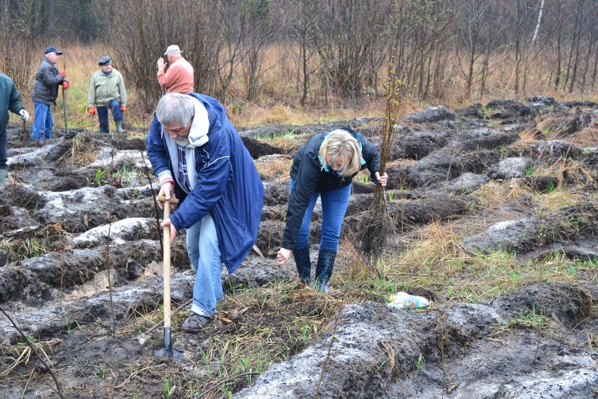 Dąbrowa Górnicza: Las Europejski posadzony już po raz dwunasty [ZDJĘCIA]